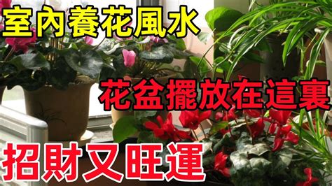 紫薇花風水